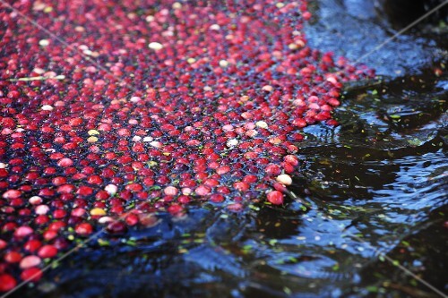Cranberries Floating on Surface of Blog