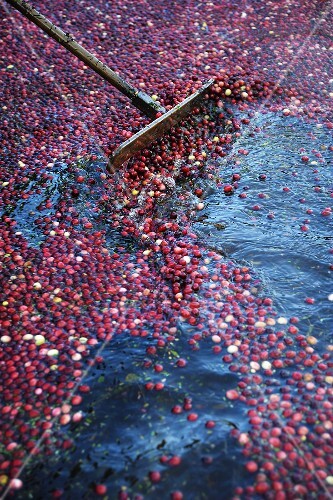 Cranberries in a Bog Being Harvested