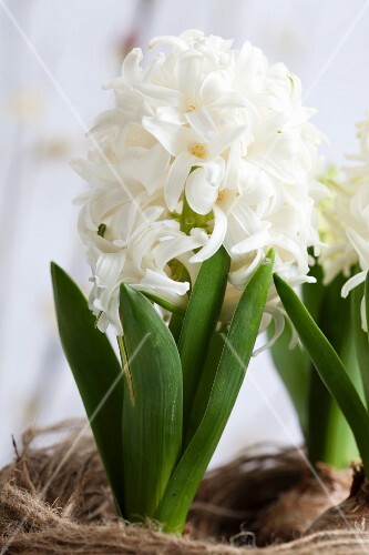 White hyacinths