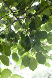 Image no. 12791714