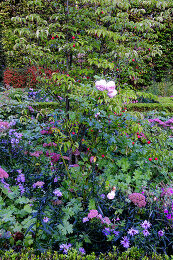 Image no. 12816020