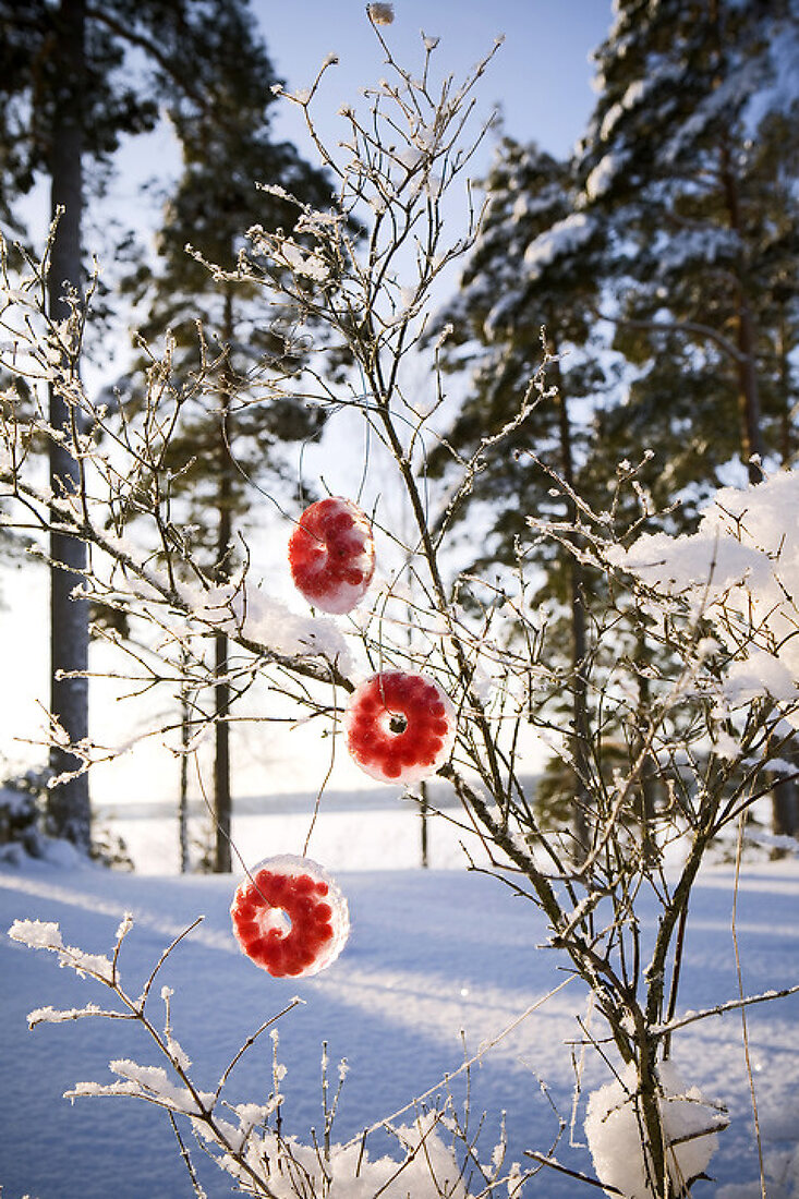 Frosty Winter