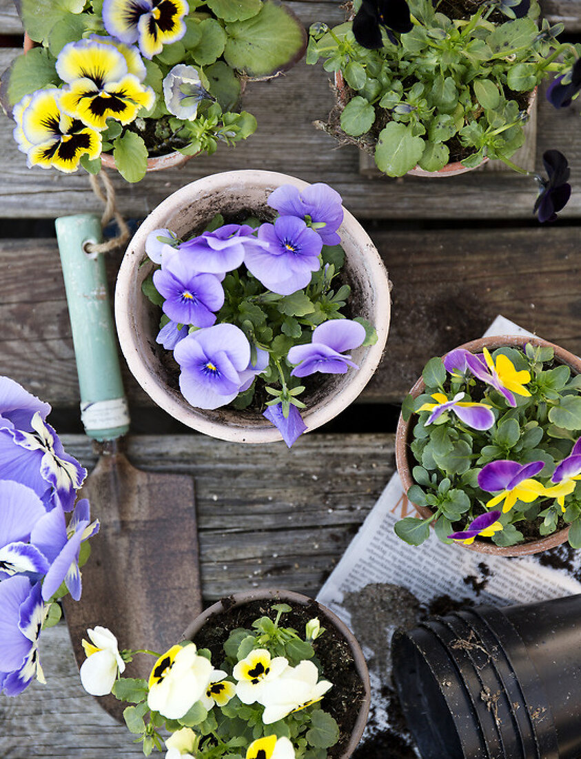 Sweet and Charming Pansies