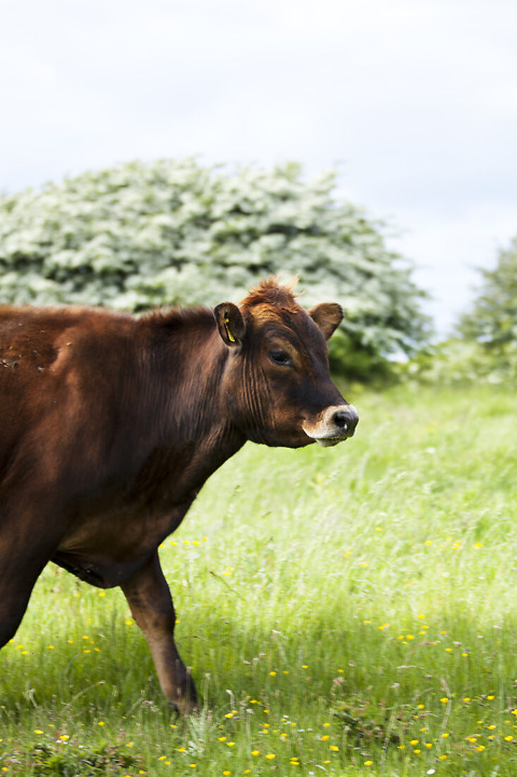 Mineslund Organic Cattle