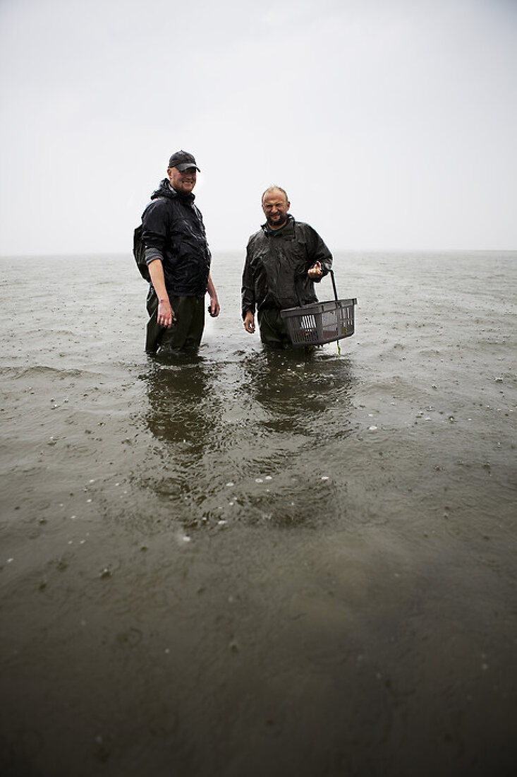 Mussels & Oysters from the Wadden Sea