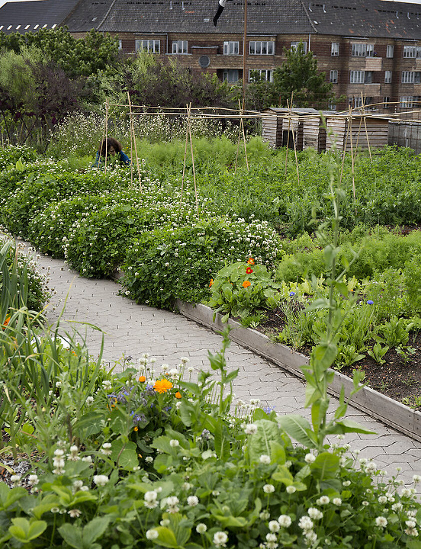 Urban Vegetable Garden at the Top