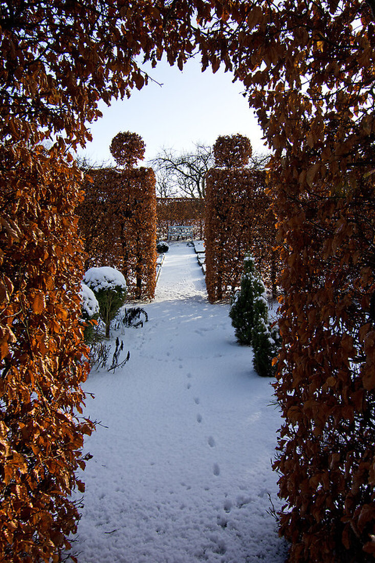 Aesthetic Winter Garden