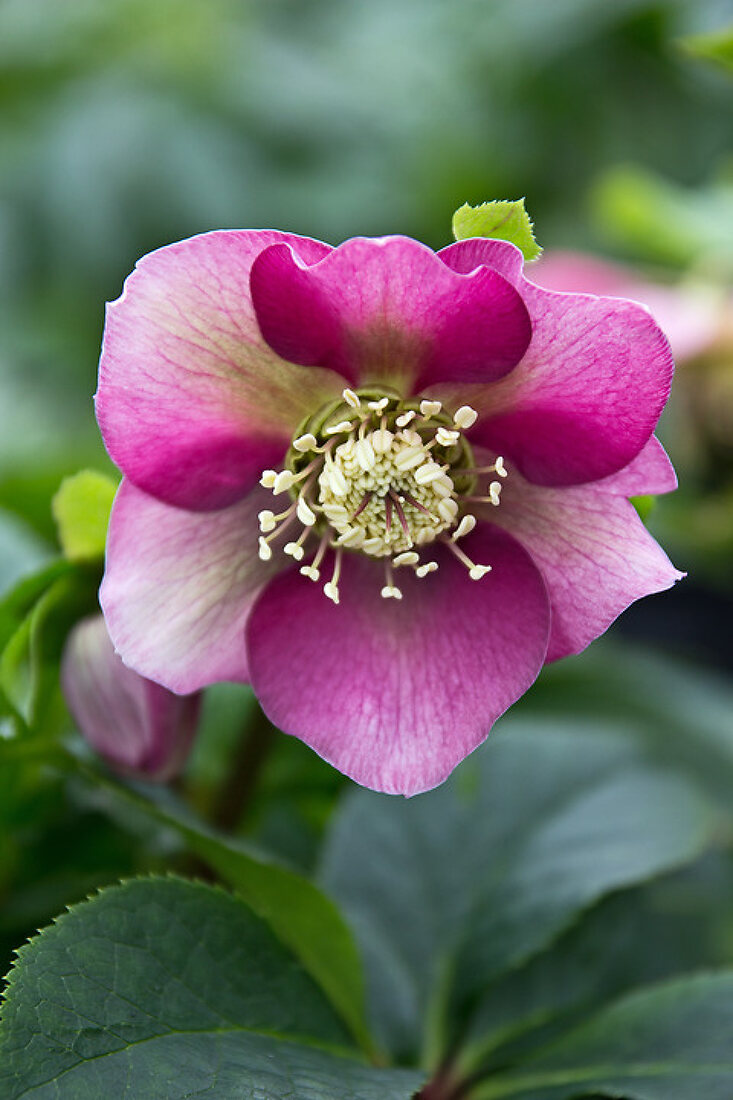 Passion for Helleborus