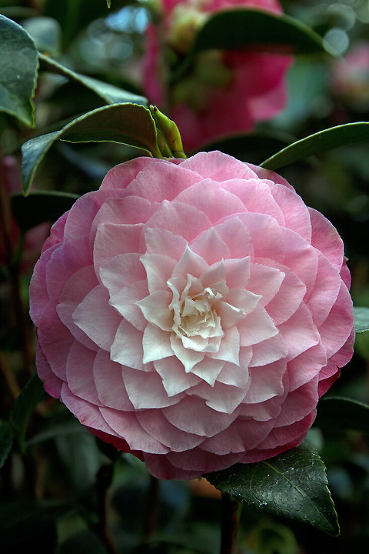 Camellia - The Beauty of Winter