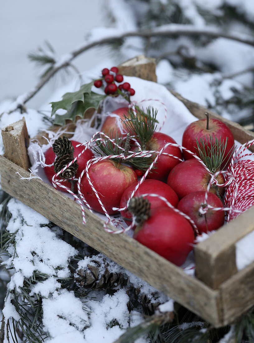 Red Apples in the Snow