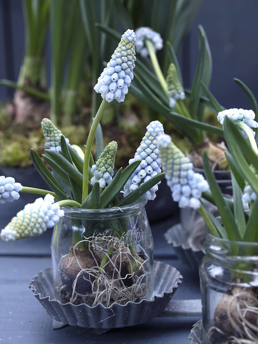 Flowering Spring Bulbs