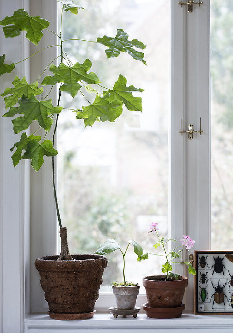 Plant a Lovely Windowsill