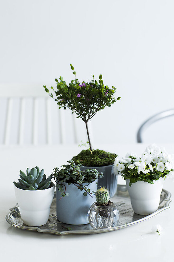 Miniature Plant Decorations
