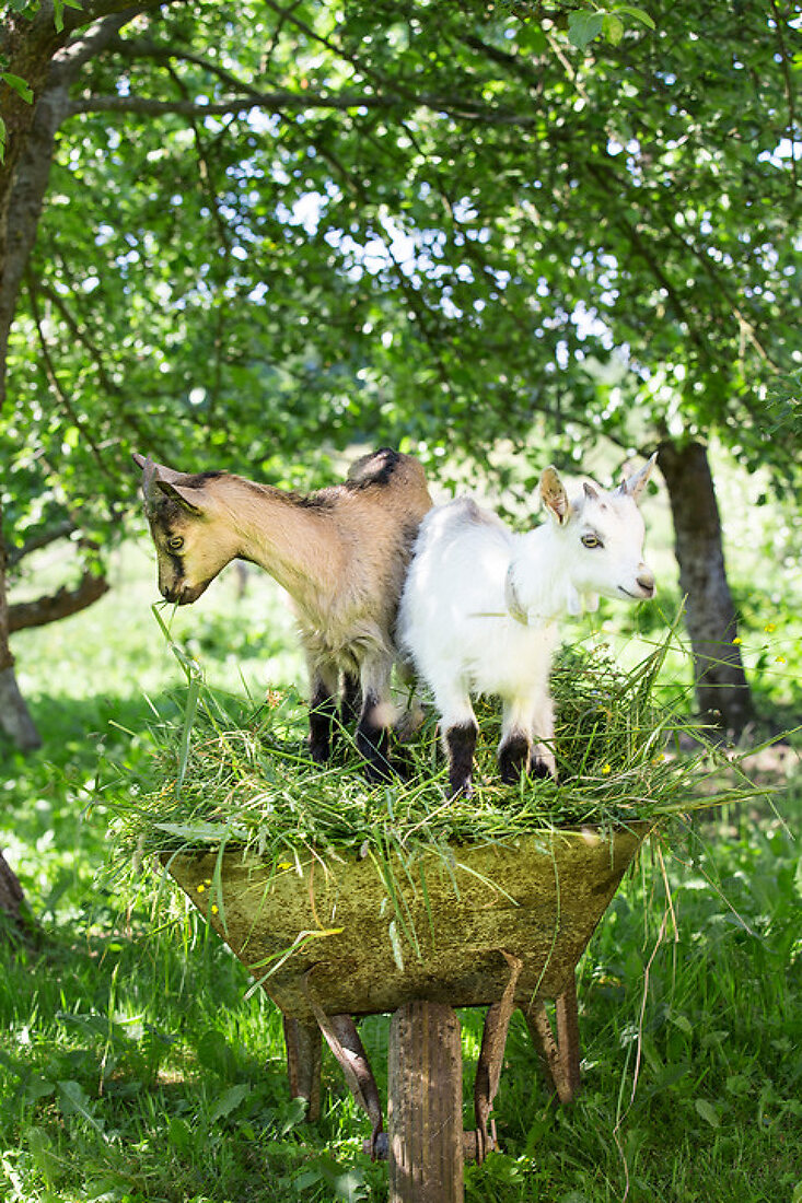 Visiting the Organic Goat Farmers