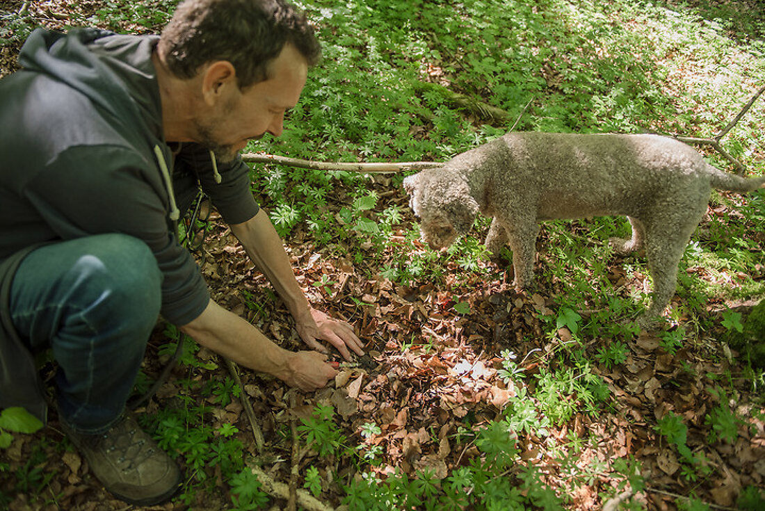 The Great Truffle Hunt