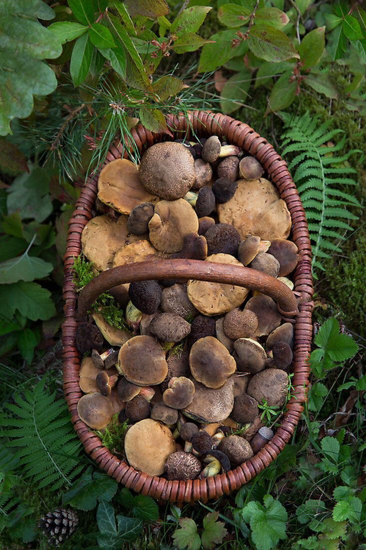 Forest Foraging for Mushrooms License Features 13261415 House of