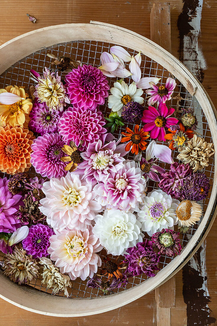 Edible Dahlias License Features 13376117 House of Pictures