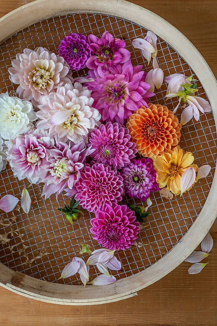 Edible Dahlias License Features 13376117 House of Pictures