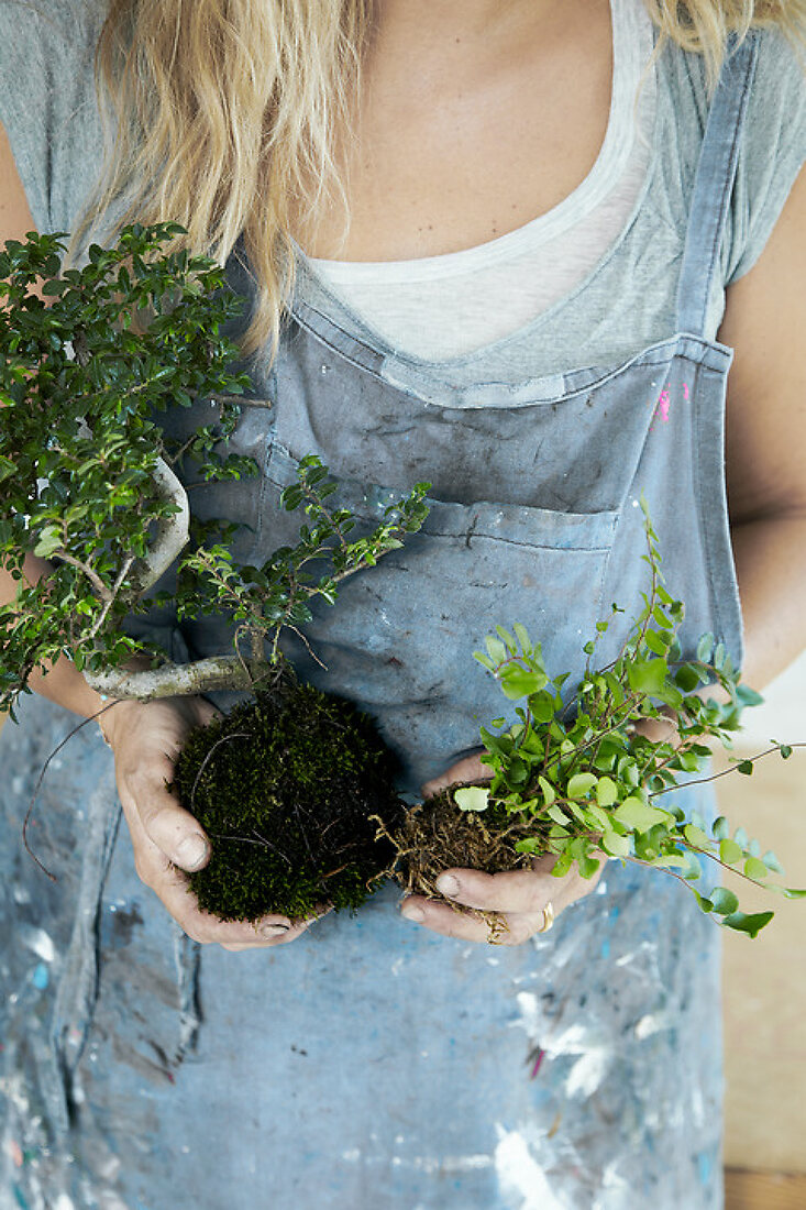 The Art of Kokedama