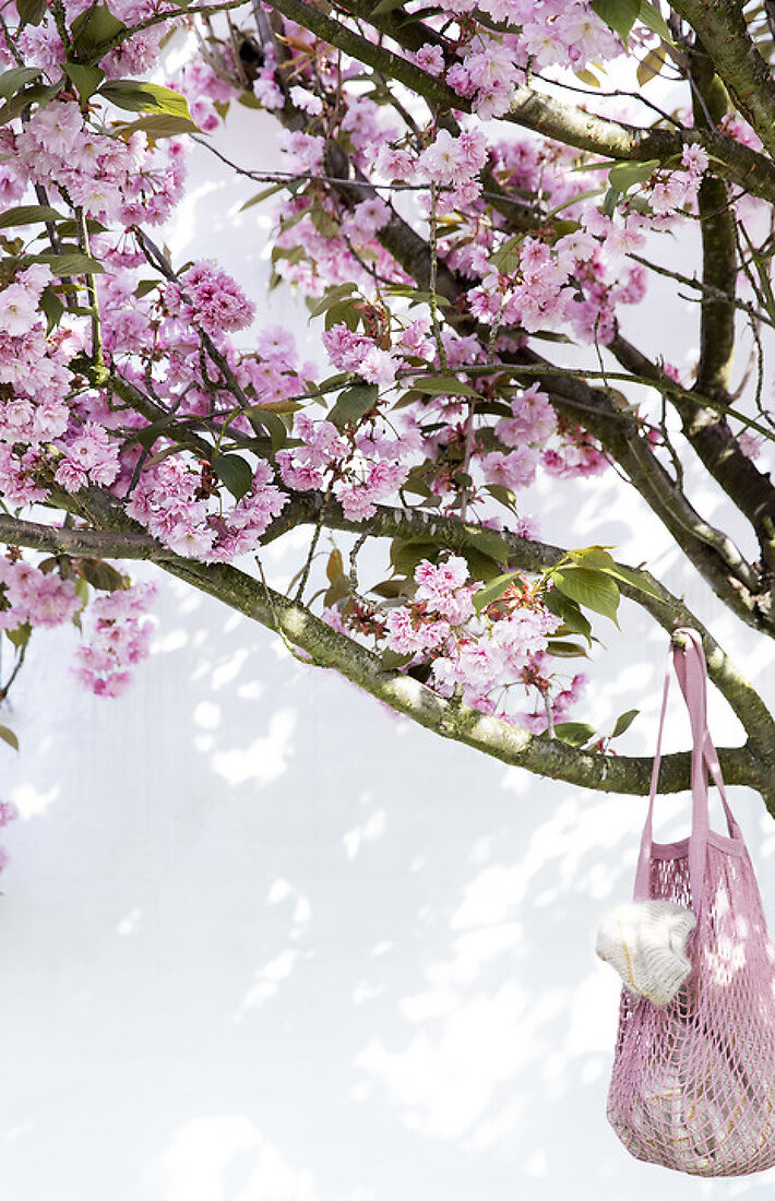 Cherry Trees when most beautiful
