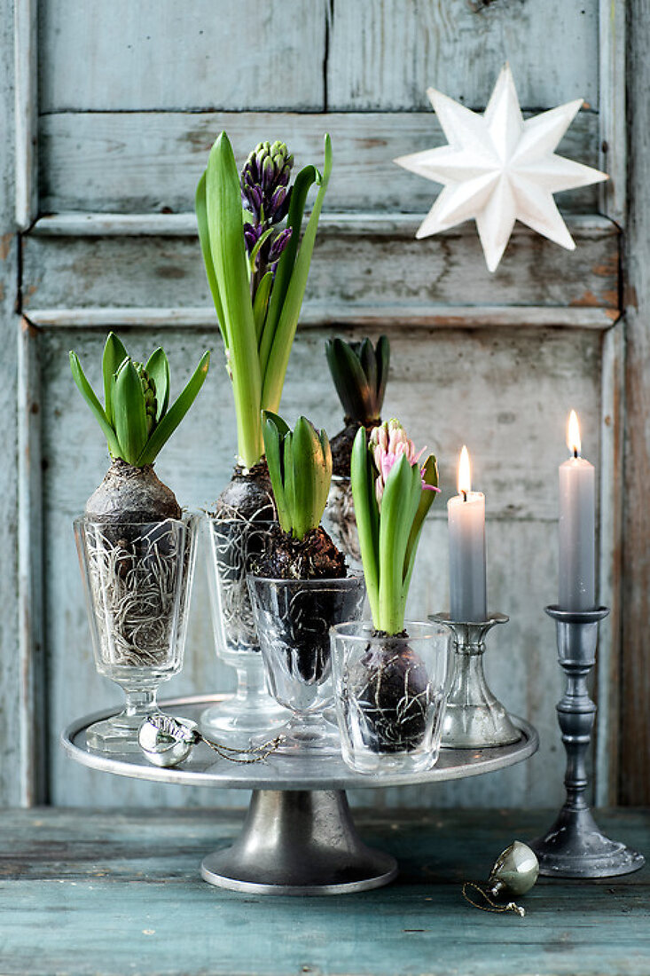 Decorate with Scented Hyacinths