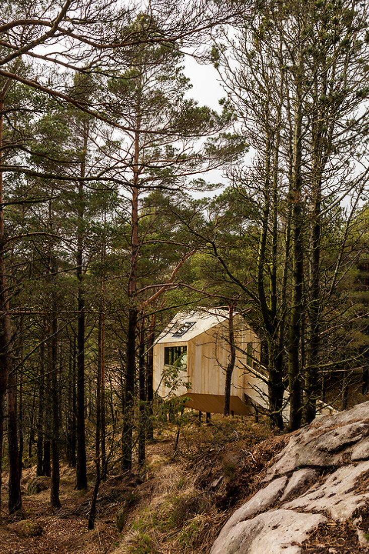 A Tranquil Escape in the Treetops