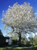 The Flowering Trees