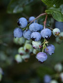 Beautiful Blueberries