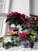 Decorate with Christmas Plants