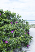 Bright Beach Roses
