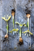 Spring Awakening with Irises