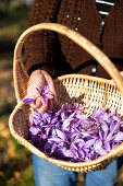 Golden Threads: Saffron Blooms in Swedish Soil