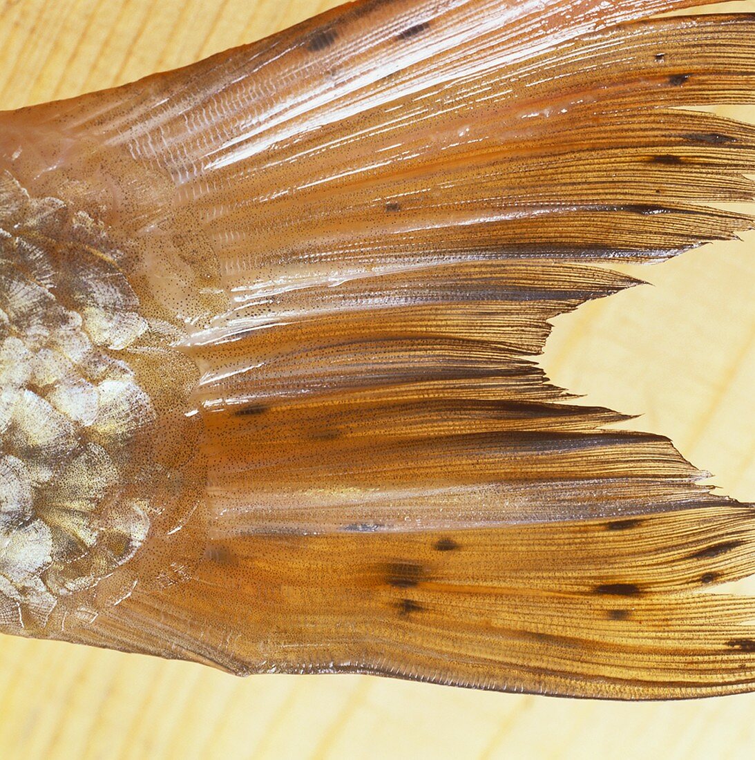 Fish tail, close-up