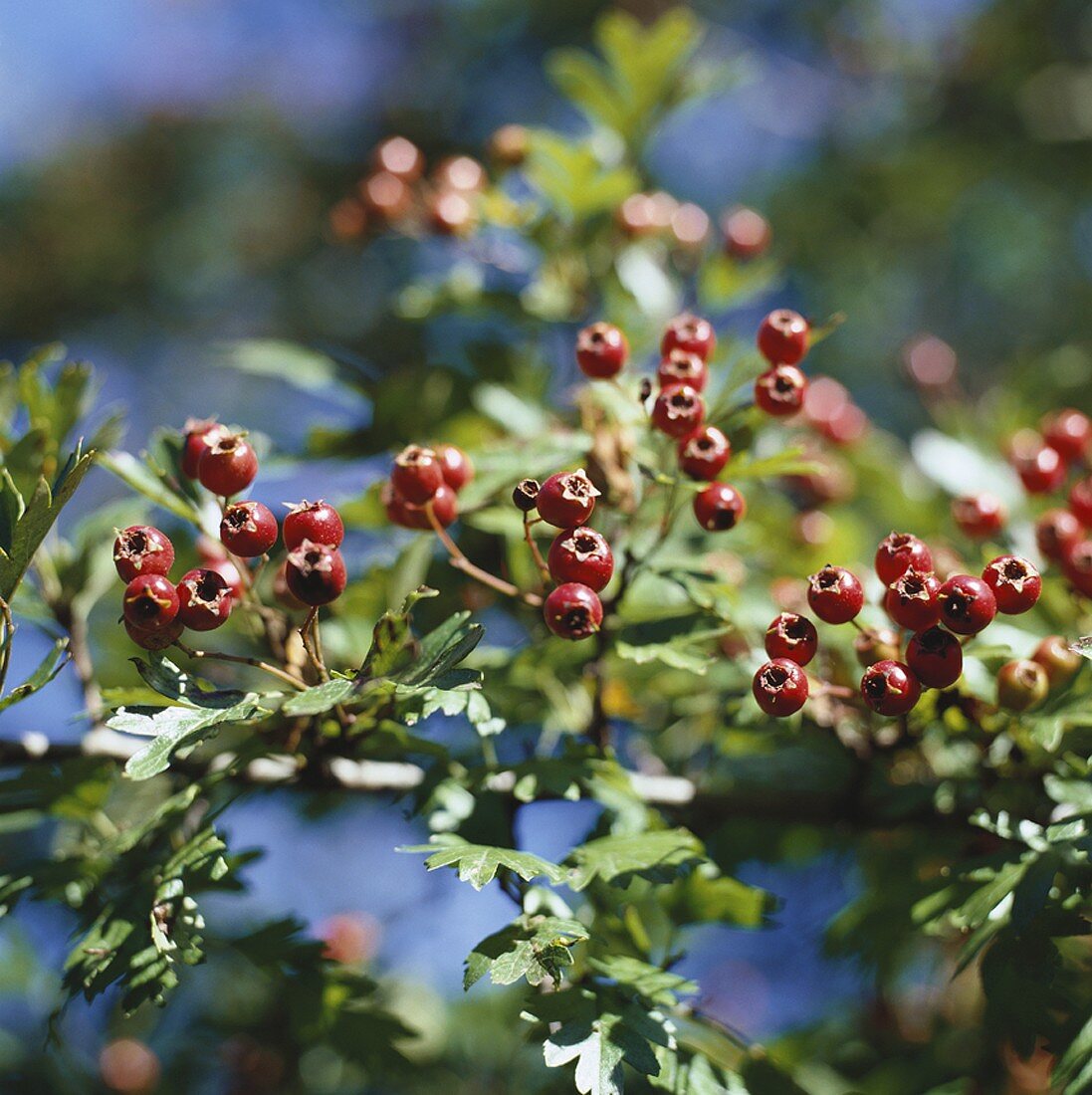 Haws on branch