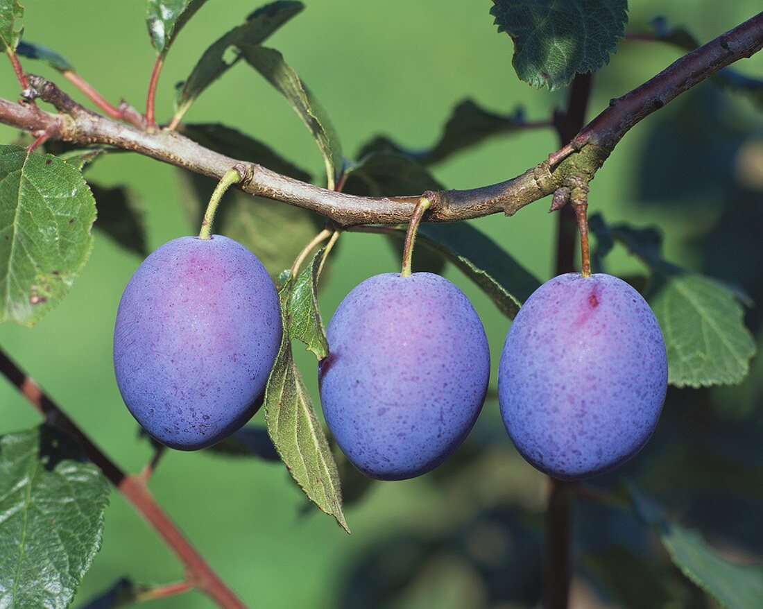 Three plums on branch (variety: Stanley)