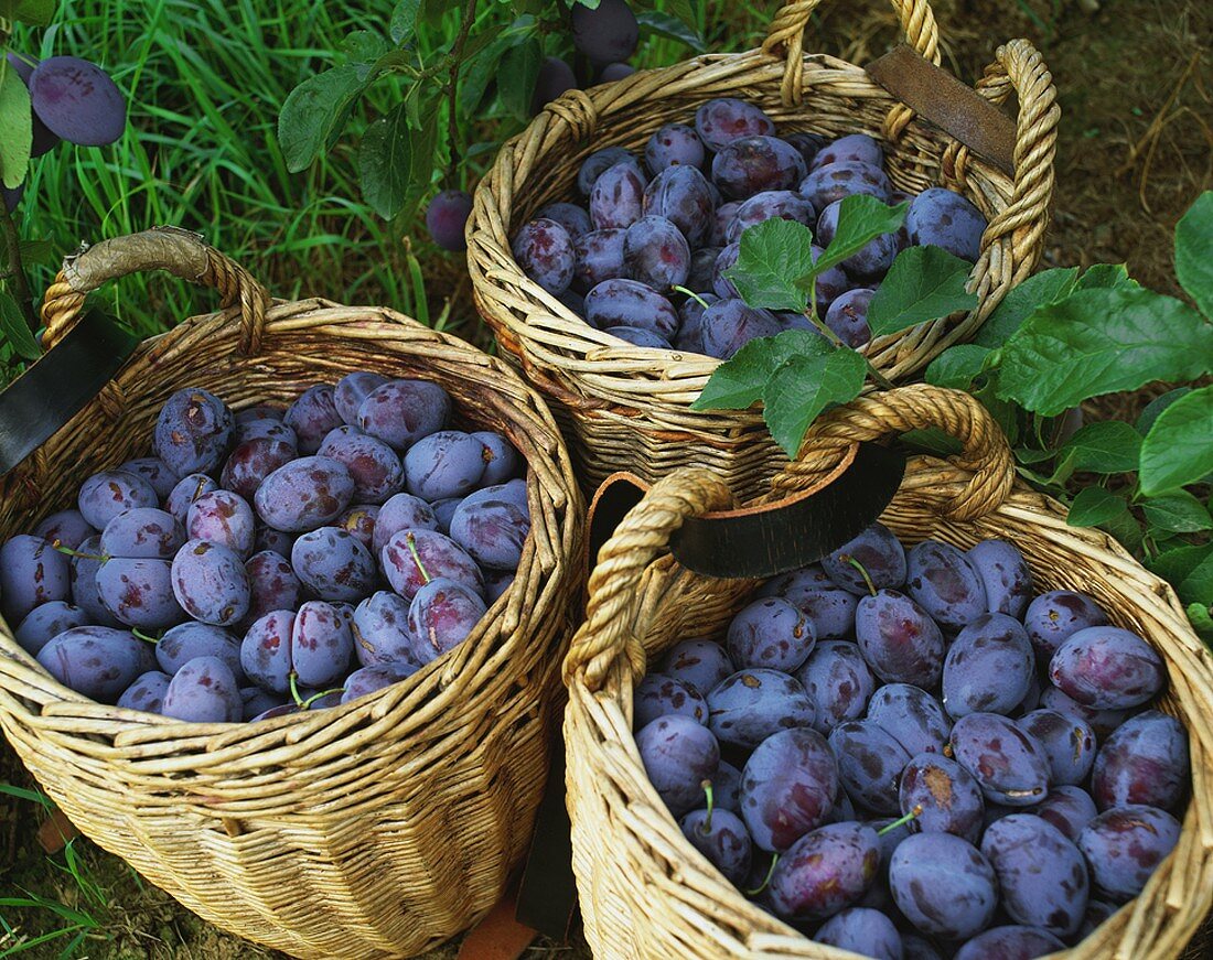 Three baskets of freshly picked damsons