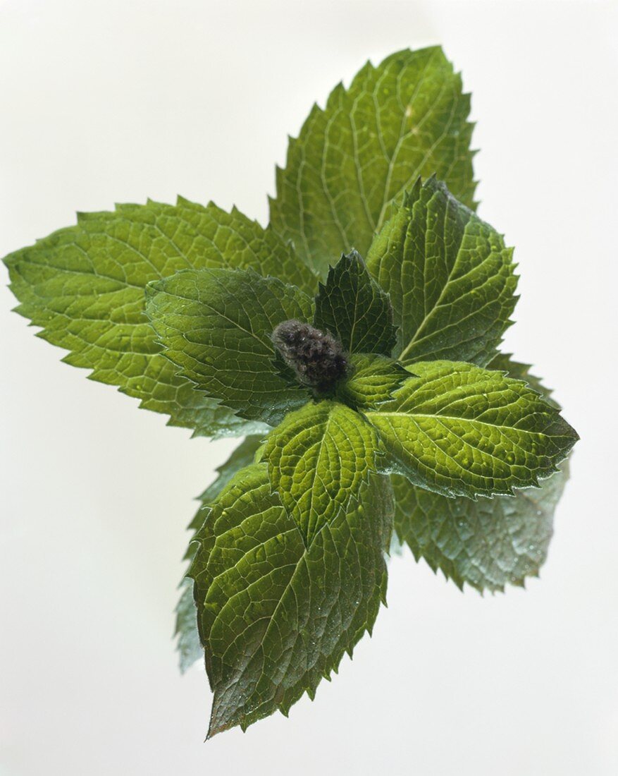Mint leaves and flower bud