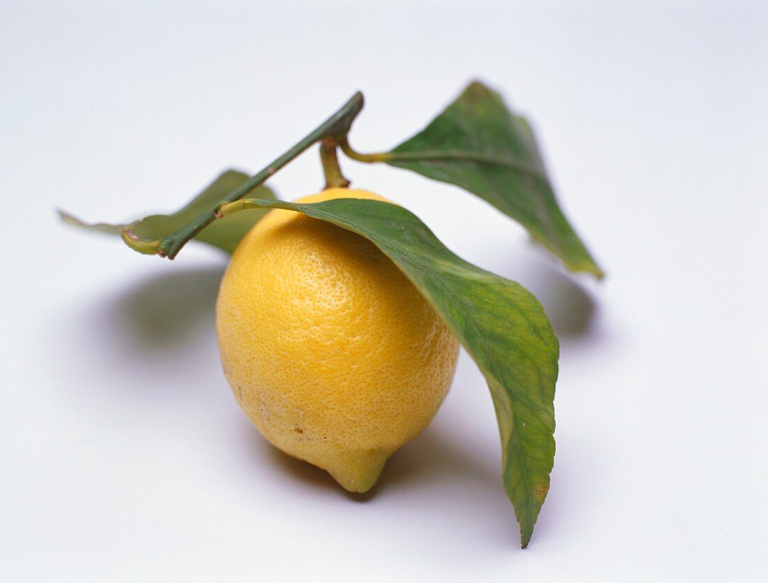Eine Zitrone mit Blättern (auch als Weissweinaroma)