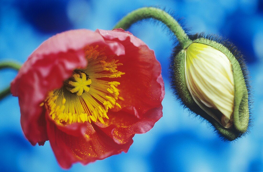 Zwei Islandmohnblüten, offen und geschlossen