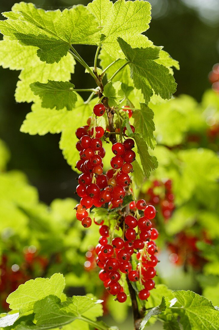 Rote Johannisbeeren am Strauch