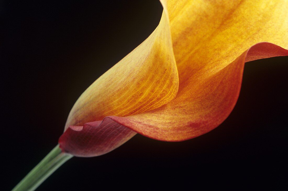 A calla lily