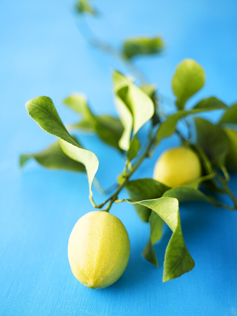 Lemon branch with lemons