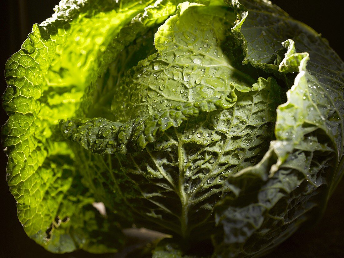 Savoy cabbage