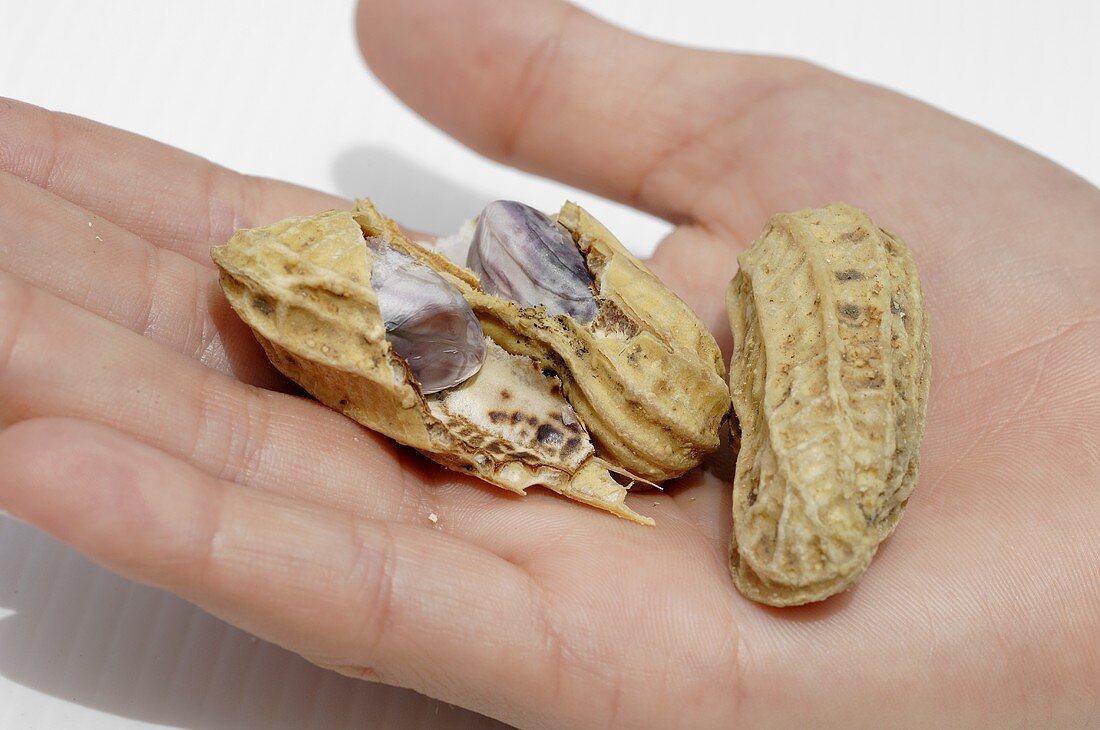 Erdnüsse in einer Handfläche liegend