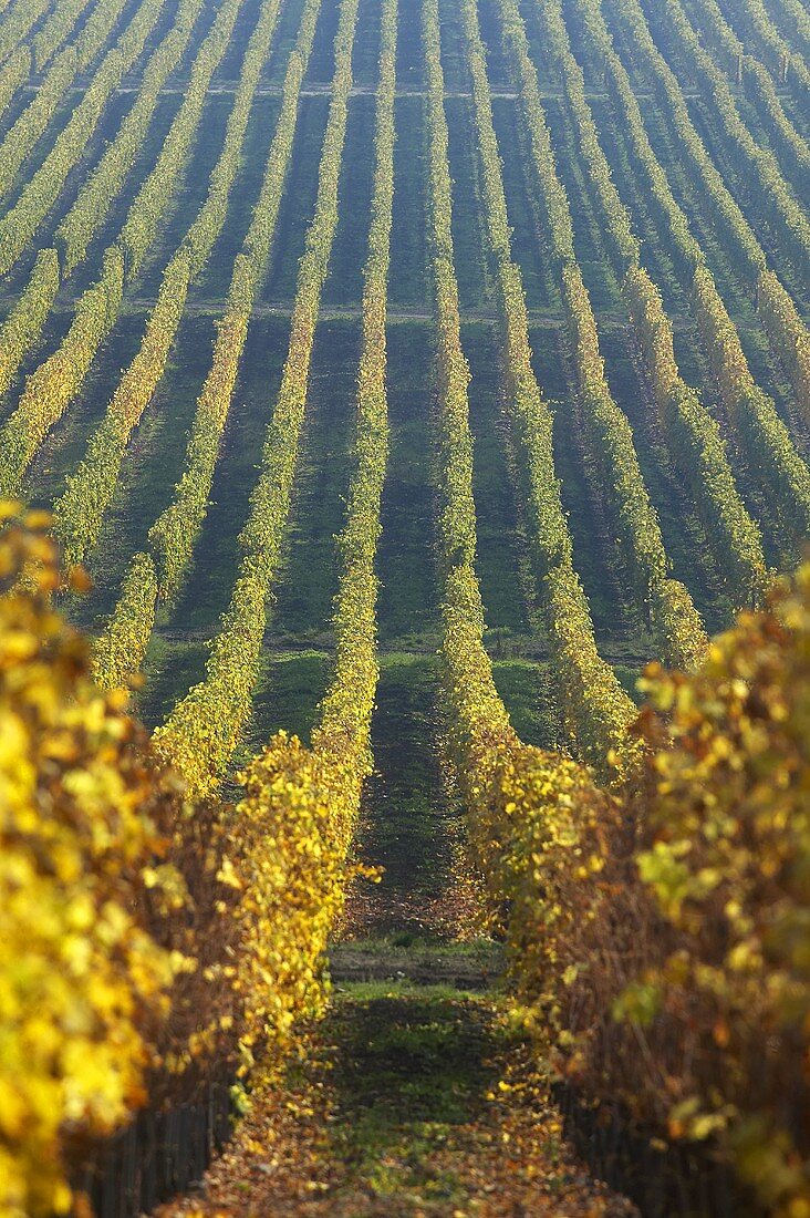 Weinberg der Oremus Winery, Tolcsva, Ungarn