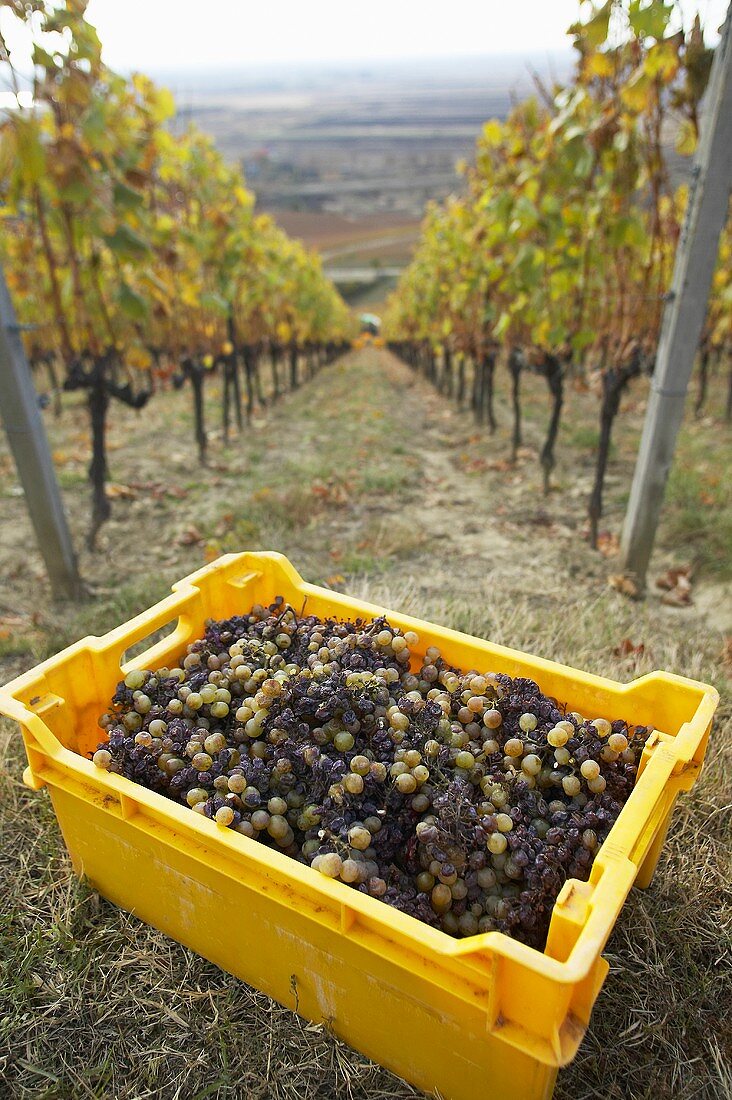 Geerntete Weintrauben des Weinguts Hetszolo, Tokaj, Ungarn