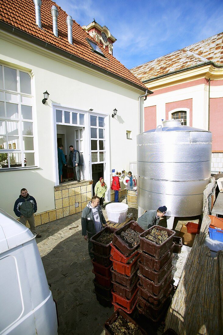 Weinlese beim Weingut Arvay Winery, Tokaj, Ungarn