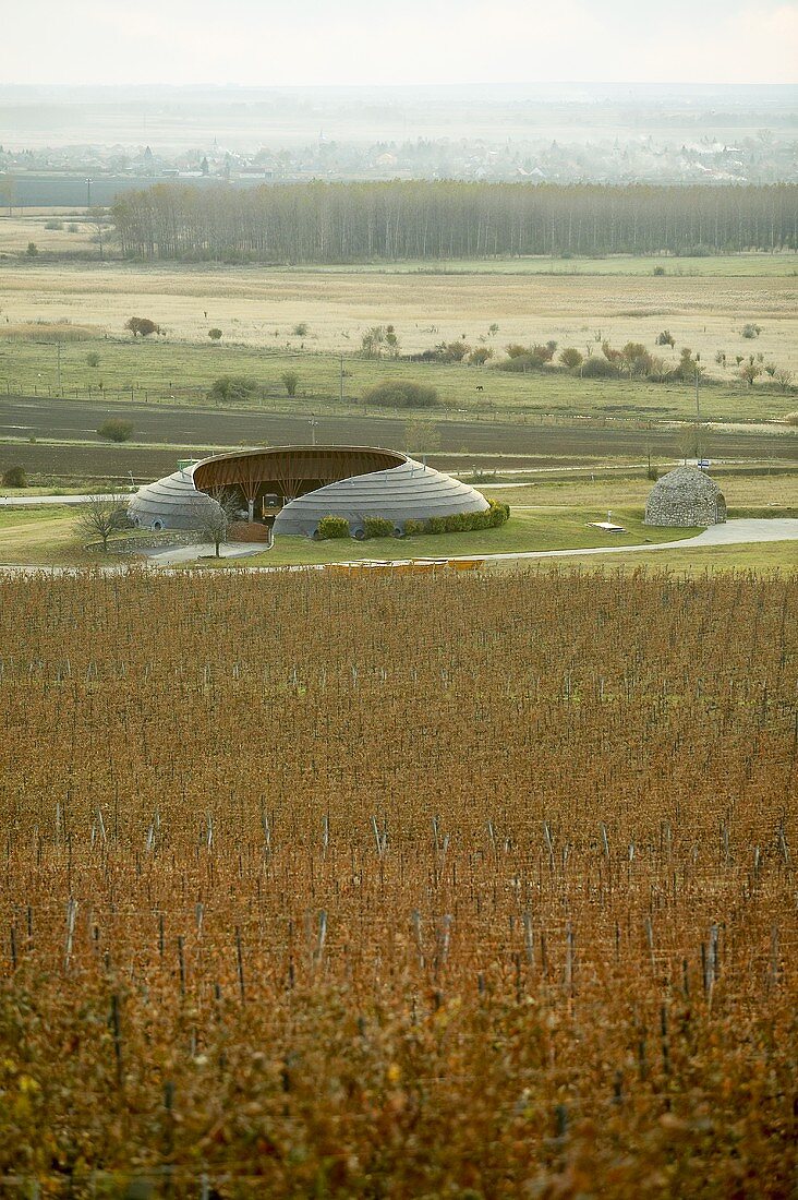 Weinlese beim Weingut Disznoko, Mezozombor, Tokaj, Ungarn