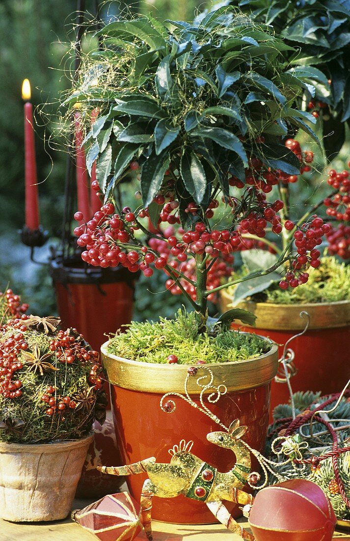 Potted coffee bush used as ornamental plant