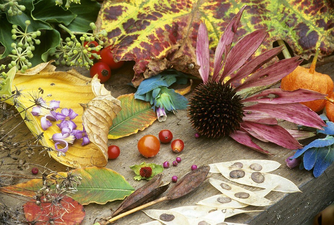 Autumnal still life with flowers, leaves and seed heads